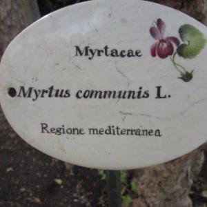 Photographie n°2270870 du taxon Myrtus communis L. [1753]