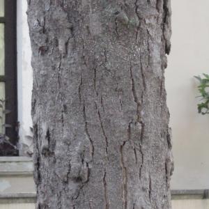  - Magnolia grandiflora L. [1759]