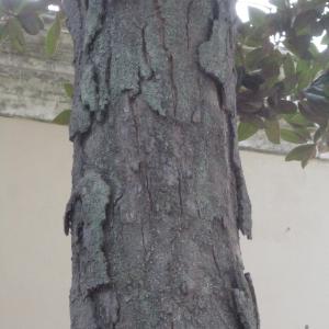  - Magnolia grandiflora L. [1759]