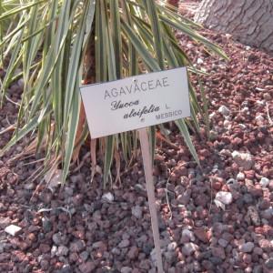 Photographie n°2270958 du taxon Yucca aloifolia L. [1753]