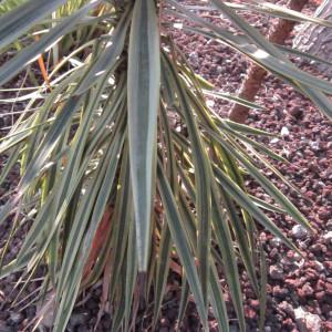  - Yucca aloifolia L. [1753]