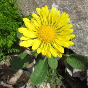 Photographie n°2271022 du taxon Doronicum grandiflorum Lam. [1786]