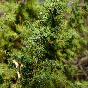 Photographie n°2271026 du taxon Juniperus communis L. [1753]