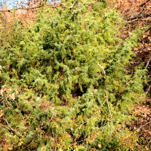 Photographie n°2271027 du taxon Juniperus communis L. [1753]