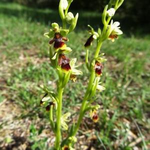 Photographie n°2271081 du taxon Ophrys aymoninii (Breistr.) Buttler [1986]