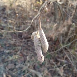 Photographie n°2271115 du taxon Corylus avellana L. [1753]