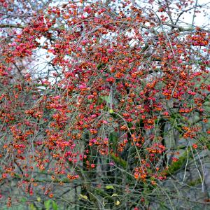 Photographie n°2271135 du taxon Euonymus europaeus L. [1753]