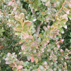 Photographie n°2271186 du taxon Buxus sempervirens L.