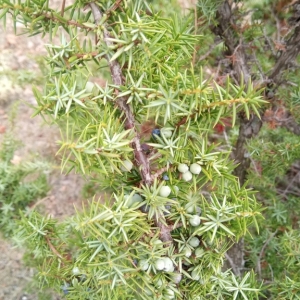 Photographie n°2271188 du taxon Juniperus communis L.