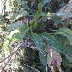 Photographie n°2271209 du taxon Rumex crispus L. [1753]