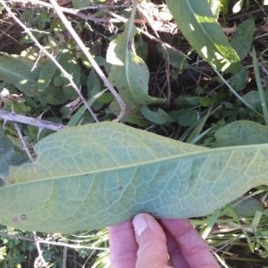 Photographie n°2271212 du taxon Rumex crispus L. [1753]