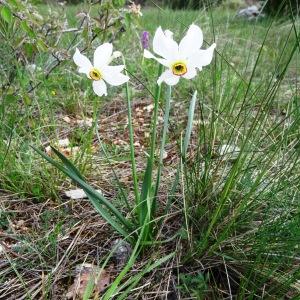 Photographie n°2271286 du taxon Narcissus poeticus subsp. poeticus 