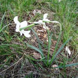 Photographie n°2271288 du taxon Narcissus poeticus subsp. poeticus 