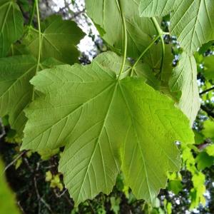 Photographie n°2271302 du taxon Acer opalus Mill.