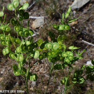 Biscutella laevigata subsp. coronopifolia (L.) Rouy & Foucaud (Biscutelle à feuilles de corne-de-cerf)
