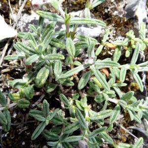 Photographie n°2271555 du taxon Helianthemum apenninum subsp. apenninum 