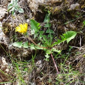 Photographie n°2271563 du taxon Taraxacum officinale F.H.Wigg. [1780]