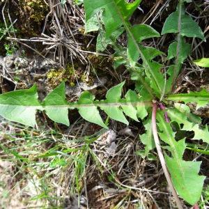 Photographie n°2271564 du taxon Taraxacum officinale F.H.Wigg. [1780]