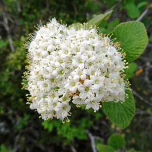 Photographie n°2271691 du taxon Viburnum lantana L. [1753]