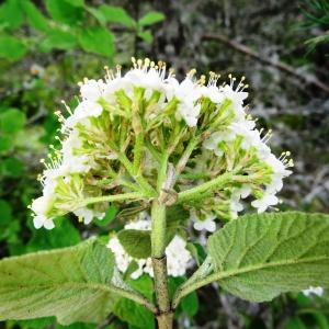 Photographie n°2271692 du taxon Viburnum lantana L. [1753]