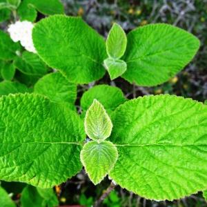 Photographie n°2271693 du taxon Viburnum lantana L. [1753]