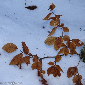 Photographie n°2271876 du taxon Fagus sylvatica L. [1753]