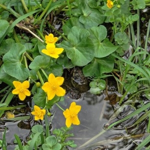 Photographie n°2271903 du taxon Caltha palustris L. [1753]