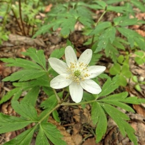 Photographie n°2271927 du taxon Anemone nemorosa L. [1753]