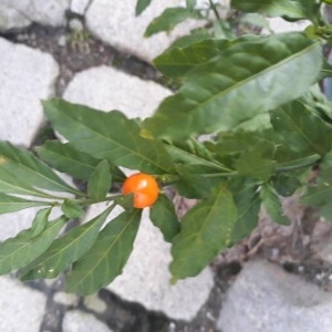 Photographie n°2271930 du taxon Solanum pseudocapsicum L. [1753]