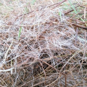 Photographie n°2271943 du taxon Agrostis stolonifera L.