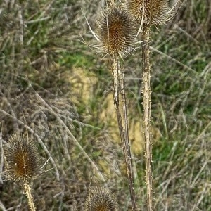 Photographie n°2271961 du taxon Dipsacus fullonum L. [1753]