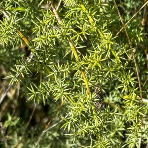 Photographie n°2271962 du taxon Asparagus acutifolius L. [1753]