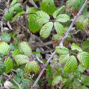 Photographie n°2271969 du taxon Rubus ulmifolius Schott [1818]