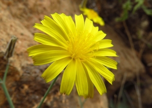 Etienne Urrustoy, le  9 février 2017 (Gran Canaria (Barranco Ayagaures))