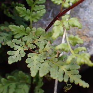 Photographie n°2271989 du taxon Allosorus pteridioides (Reichard) Christenh. [2012]