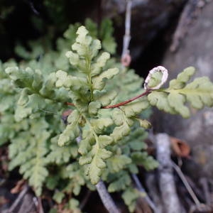 Photographie n°2271990 du taxon Allosorus pteridioides (Reichard) Christenh. [2012]