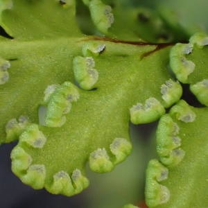 Photographie n°2271992 du taxon Allosorus pteridioides (Reichard) Christenh. [2012]