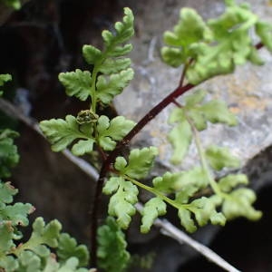 Photographie n°2271994 du taxon Allosorus pteridioides (Reichard) Christenh. [2012]