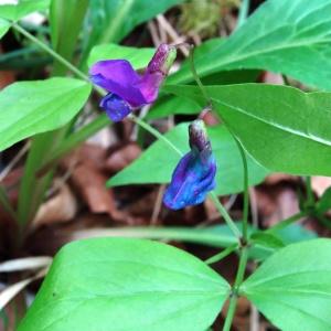  - Lathyrus vernus f. vernus 