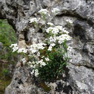 Photographie n°2272089 du taxon Kernera saxatilis (L.) Sweet [1827]