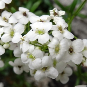 Photographie n°2272091 du taxon Kernera saxatilis (L.) Sweet [1827]