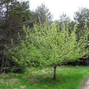 Photographie n°2272102 du taxon Malus domestica Borkh.