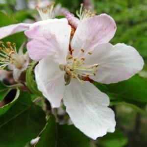 Photographie n°2272103 du taxon Malus domestica Borkh.