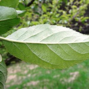 Photographie n°2272106 du taxon Malus domestica Borkh.