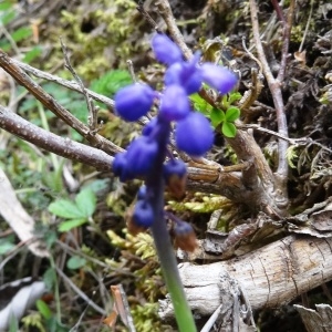 Photographie n°2272109 du taxon Muscari neglectum Guss. ex Ten. [1842]