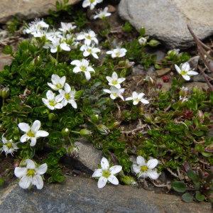 Photographie n°2272210 du taxon Arenaria biflora L. [1767]