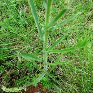 Photographie n°2272218 du taxon Echium vulgare L. [1753]