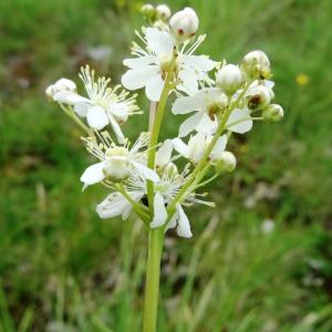 Photographie n°2272224 du taxon Filipendula vulgaris Moench [1794]