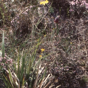 Photographie n°2272250 du taxon Ranunculus gramineus L. [1753]