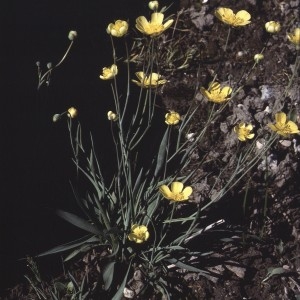 Photographie n°2272252 du taxon Ranunculus gramineus L. [1753]